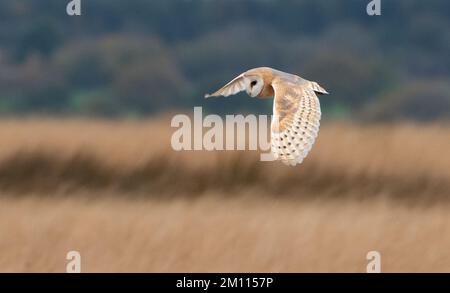 A Barn Owl Hunting, Sandwith Moor, près de Harrogate, North Yorkshire, Royaume-Uni Banque D'Images