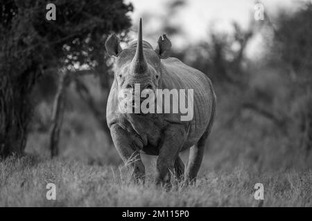 Rhinocéros noir mono dans l'appareil photo de compensation Banque D'Images