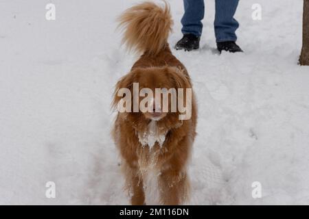 Un canard de la Nouvelle-Écosse qui en fait un nouveau-né en hiver avec un manteau givré Banque D'Images