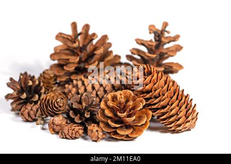 Cônes d'épicéa, cônes de mélèze et cônes de pin sur fond blanc Banque D'Images