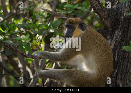 Singe vert africain Banque D'Images