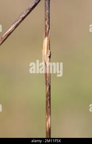 Gewöhnlicher Halmstrecker, Halmstrecker, gras-Spinne, Grassinne, Laufspinne, Weibchen, Tibellus oblongus, araignée herbeux, femme, Laufspinnen, Philodro Banque D'Images