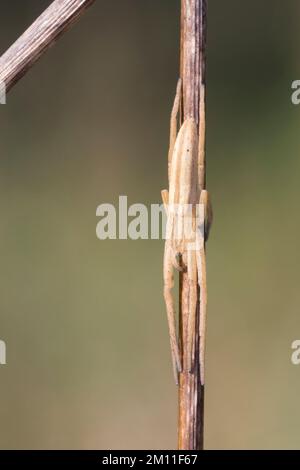 Gewöhnlicher Halmstrecker, Halmstrecker, gras-Spinne, Grassinne, Laufspinne, Weibchen, Tibellus oblongus, araignée herbeux, femme, Laufspinnen, Philodro Banque D'Images