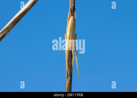 Gewöhnlicher Halmstrecker, Halmstrecker, gras-Spinne, Grassinne, Laufspinne, Weibchen, Tibellus oblongus, araignée herbeux, femme, Laufspinnen, Philodro Banque D'Images