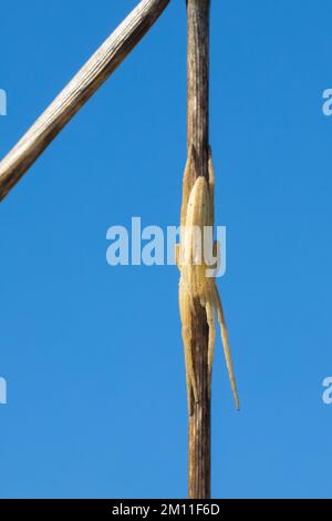 Gewöhnlicher Halmstrecker, Halmstrecker, gras-Spinne, Grassinne, Laufspinne, Weibchen, Tibellus oblongus, araignée herbeux, femme, Laufspinnen, Philodro Banque D'Images