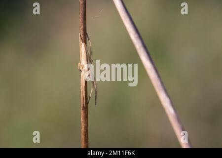 Gewöhnlicher Halmstrecker, Halmstrecker, gras-Spinne, Grassinne, Laufspinne, Weibchen, Tibellus oblongus, araignée herbeux, femme, Laufspinnen, Philodro Banque D'Images