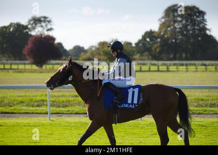 Jockey PJ McDonald à cheval Lucky Man aux courses de York. Banque D'Images