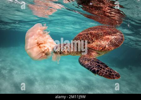 Une tortue de mer verte (Chelonia mydas) jouant avec un méduse sous l'océan Banque D'Images