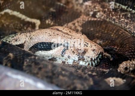 Gros serpent jaune dans un terrarium de près Banque D'Images