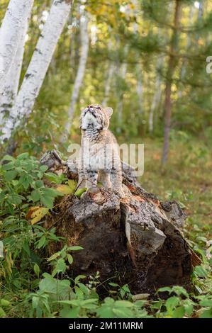 Bobcat (Lynx rufus) debout en rondins regarde dans l'air automne - animal captif Banque D'Images