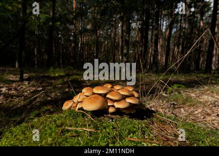 De nombreux champignons à chapeau de soufre laqué vert sur une souche d'arbre recouverte de mousse dans la forêt Banque D'Images
