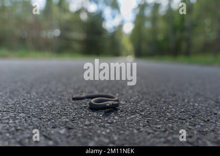 Serpent toxique, jeune cader en automne sur une piste cyclable dans la forêt Banque D'Images