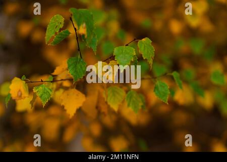 Début de l'automne, de belles feuilles colorées sur un bouleau, très peu profondes profondeurs de champ Banque D'Images