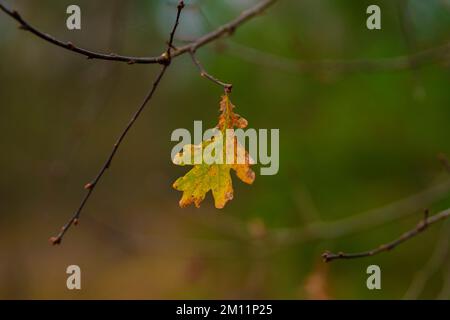 Dernière feuille décolorée en automne sur un chêne, faible profondeur de champ, bokeh flou Banque D'Images