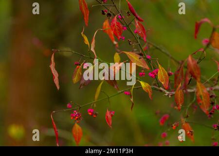 Feuilles de couleur vive sur une branche d'un arbre à feuilles caduques en automne, faible profondeur de champ, bokeh flou Banque D'Images