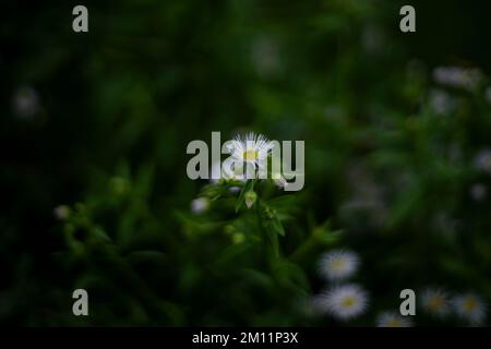 Fleurs de camomille en automne, profondeur de champ très peu profonde, photographie de lentille vintage Banque D'Images