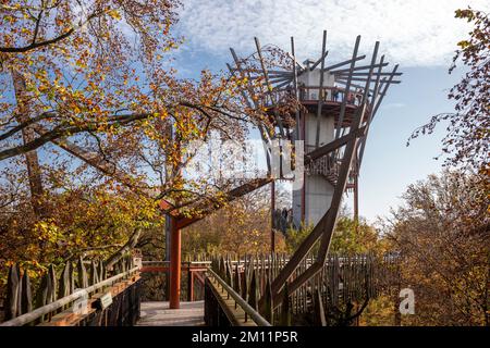 Ivenacker chênes, chemin de haricots d'arbre pendant la journée en automne. Banque D'Images