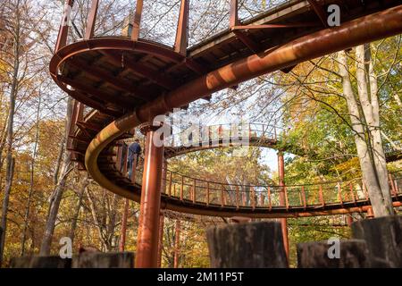 Ivenacker chênes, chemin de haricots d'arbre pendant la journée en automne. Banque D'Images