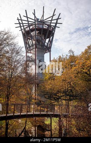 Ivenacker chênes, chemin de haricots d'arbre pendant la journée en automne. Banque D'Images