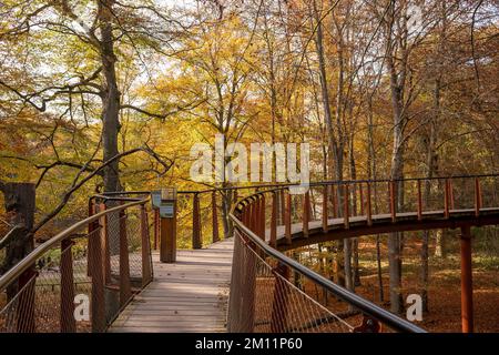 Ivenacker chênes, chemin de haricots d'arbre pendant la journée en automne. Banque D'Images