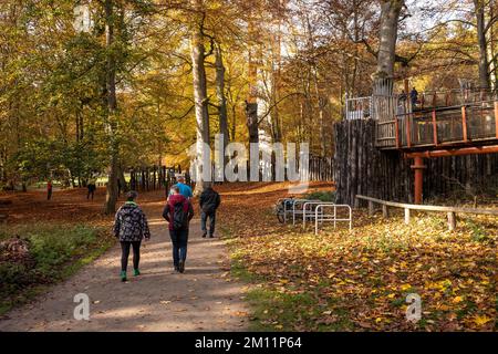 Ivenacker chênes, chemin de haricots d'arbre pendant la journée en automne. Banque D'Images