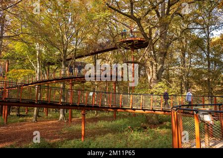 Ivenacker chênes, chemin de haricots d'arbre pendant la journée en automne. Banque D'Images