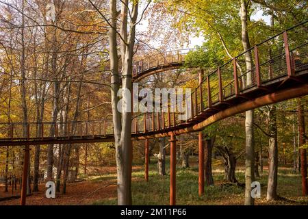 Ivenacker chênes, chemin de haricots d'arbre pendant la journée en automne. Banque D'Images