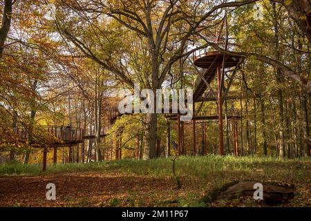 Ivenacker chênes, chemin de haricots d'arbre pendant la journée en automne. Banque D'Images