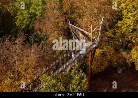 Ivenacker chênes, chemin de haricots d'arbre pendant la journée en automne. Banque D'Images