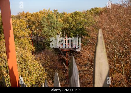 Ivenacker chênes, chemin de haricots d'arbre pendant la journée en automne. Banque D'Images