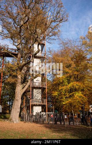 Ivenacker chênes, chemin de haricots d'arbre pendant la journée en automne. Banque D'Images