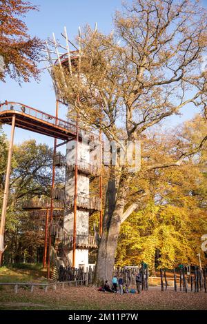 Ivenacker chênes, chemin de haricots d'arbre pendant la journée en automne. Banque D'Images