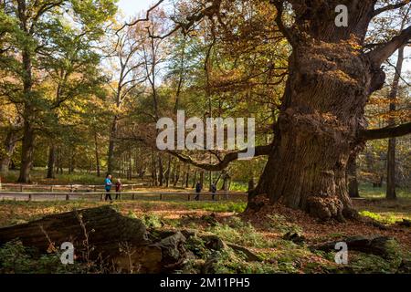 Ivenacker oaks dans la journée en automne, Mecklembourg-Poméranie occidentale. Banque D'Images