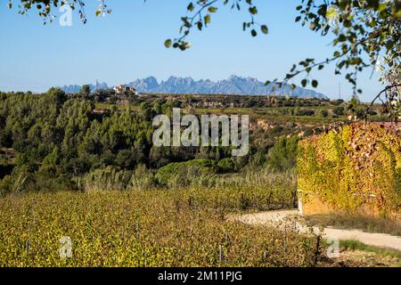 Paysage de vignes en automne dans la zone viticole d'origine Penedes dans la province de Barcelone Banque D'Images