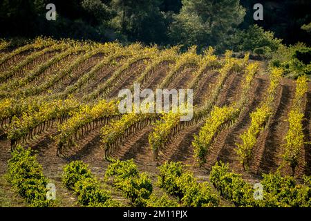 Paysage de vignes en automne dans la zone viticole d'origine Penedes dans la province de Barcelone Banque D'Images