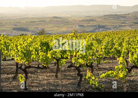 Paysage de vignes en automne dans la zone viticole d'origine Penedes dans la province de Barcelone Banque D'Images