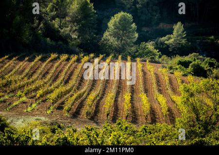 Paysage de vignes en automne dans la zone viticole d'origine Penedes dans la province de Barcelone Banque D'Images