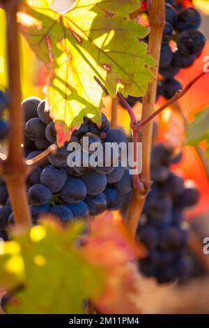 Raisins dans les vignes dans la zone de dénomination d'origine la Rioja en Espagne Banque D'Images