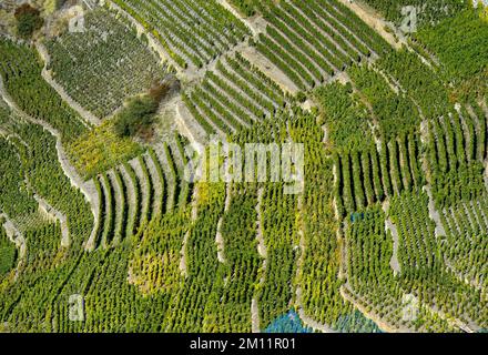 Petits parcelles de vignes au plus haut vignoble de Suisse, Bächij, Heath village Visperterminen, Valais, Suisse Banque D'Images