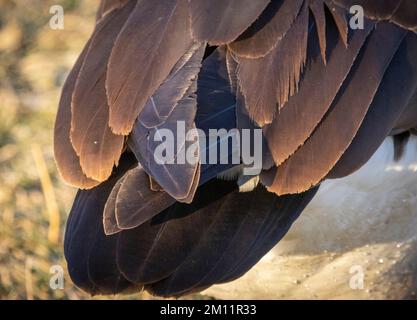 Détail des plumes de la Bernache du Canada, du parc Belmar, de Lakewood, de Denver, du Colorado, ÉTATS-UNIS Banque D'Images