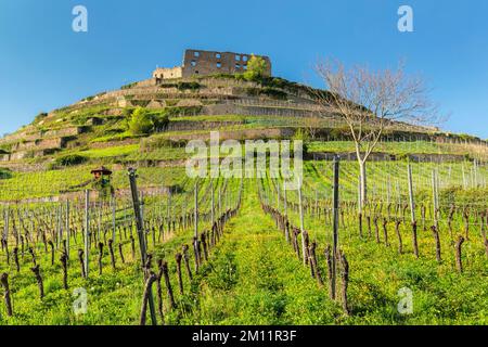 Château de Staufen Ruin, Staufen im Breisgau, Forêt Noire du Sud, Bade-Wurtemberg, Allemagne Banque D'Images