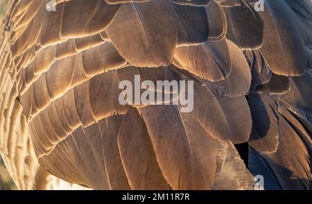 Détail des plumes de la Bernache du Canada, du parc Belmar, de Lakewood, de Denver, du Colorado, ÉTATS-UNIS Banque D'Images