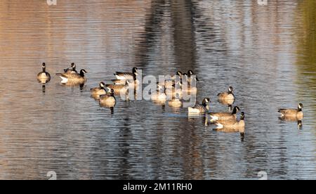 Détail de Canada Goose, Belmar Park, Lakewood, Denver, Colorado, ÉTATS-UNIS Banque D'Images