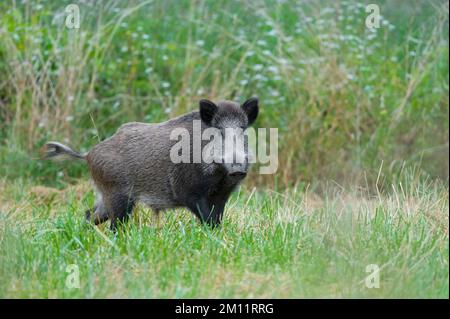 Sanglier (sus scrofa) dans un pré, sanglier, été, Hesse, Allemagne, Europe Banque D'Images