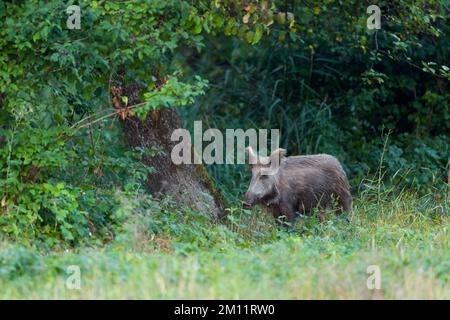 Sanglier (sus scrofa), truie, été, Hesse, Allemagne, Europe Banque D'Images