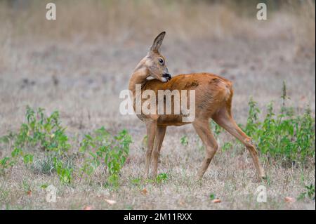 Cerf de Virginie (Capreolus capreolus) sur un pré, été, Hesse, Allemagne, Europe Banque D'Images