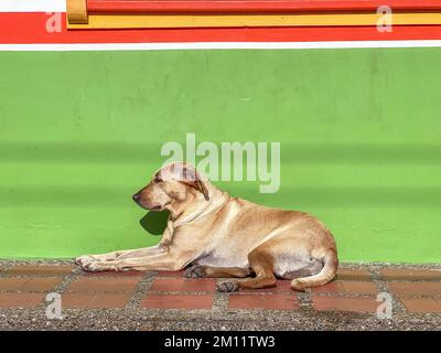 Amérique du Sud, Colombie, Departamento de Antioquia, Andes colombiennes, Jardín, chien devant une façade de maison colorée Banque D'Images