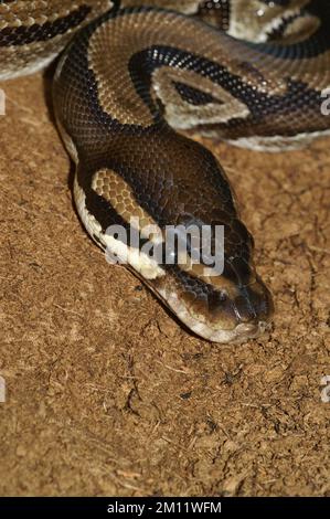 Gros plan vertical d'un boa à queue rouge (Boa constrictor) rampant sur le sol Banque D'Images