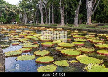 Sir Seewoosagur Ramgoolam Botanical Garden, étang avec Victoria Amazonica Giant Water Lilies, Ile Maurice, Afrique Banque D'Images