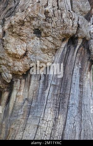 Trunk arboré, Greenwich Park, Greenwich, Londres, Angleterre Banque D'Images